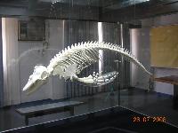 Gallery_Show_PicHolder_Picture