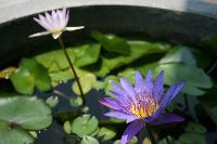 View_Villa Lotus