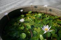 View_Villa Lotus