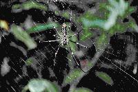 Picture799551