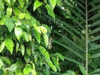 Picture799554