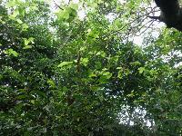 Picture799553