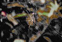 Picture799812
